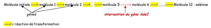 Tp Effet Mutagène Des Uv Sur Les Levures